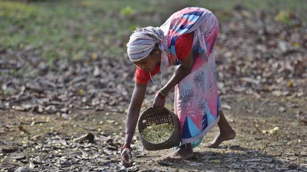 A tribal woman collects Mahua flowers to prepare a fruit wine of the same name -- an indigenous drink also called Mahuli -- which is popular among the tribes of Chhattisgarh, Odisha and Jharkhand. The tree that bears this flower and the drink itself are considered of great significance and a part of tribal cultural heritage. (Sanchit Khanna / HT Photo)