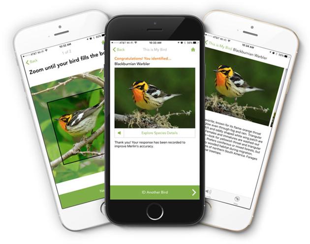 The Merlin Bird ID app has changed birding in North America in the four years since its launch, helping novices identify species in seconds, from a single photo.(Image Courtesy Cornell Lab)