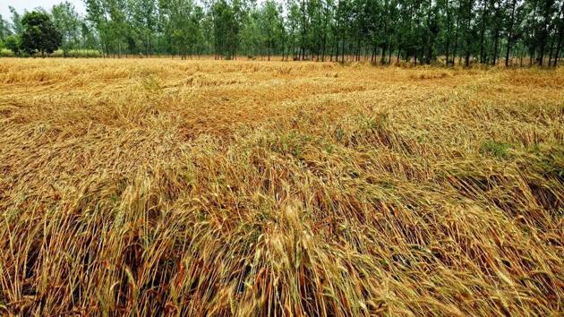 Damaged wheat crop in a field in US Nagar. (HT Photo) Damaged wheat crop in a field in US Nagar. (HT Photo)