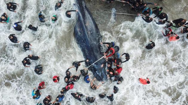 Rescue workers and locals help a stranded whale in Mar del Plata, Argentina. The whale died despite rescue efforts. (Diego Izquierdo / Telam / AFP) Rescue workers and locals help a stranded whale in Mar del Plata, Argentina. The whale died despite rescue efforts. (Diego Izquierdo / Telam / AFP)
