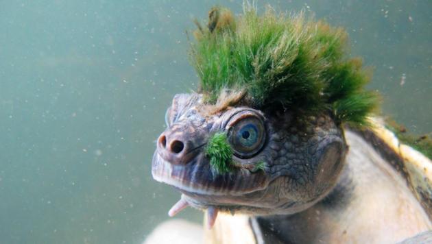 A handout picture released by the Zoological Society of London (ZSL) on April 12, 2018, shows the Australian Mary River turtle, Elusor macrurus, a native of Queensland, Australia. Its distinctive hairdo is actually algae that grow on its head.(AFP/ ZSL / CHRIS VAN WYK)