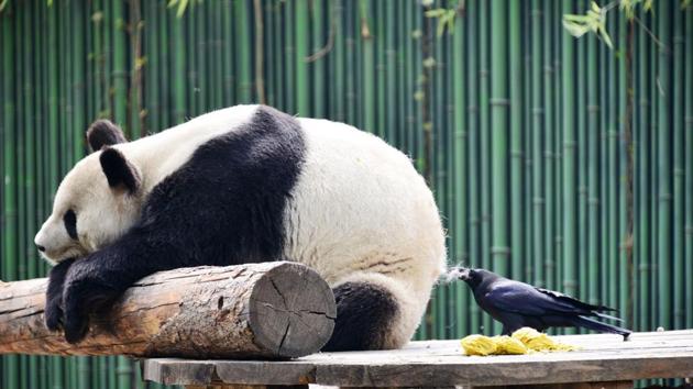 A crow borrows hair from a giant panda for nesting at Beijing Zoo in Beijing, China. (AFP) A crow borrows hair from a giant panda for nesting at Beijing Zoo in Beijing, China. (AFP)