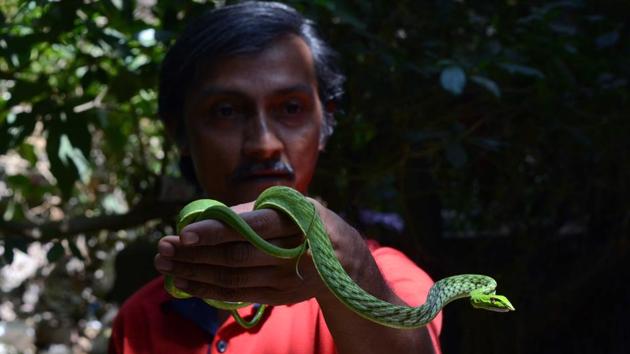 Snake rescuer Prakash Ghohil rescued a 4.5 feet wine snake from Ulhasnagar camp no. 5 in Kalyan, Maharashtra on April 11, 2018. (Rishikesh Choudhary / HT Photo) Snake rescuer Prakash Ghohil rescued a 4.5 feet wine snake from Ulhasnagar camp no. 5 in Kalyan, Maharashtra on April 11, 2018. (Rishikesh Choudhary / HT Photo)