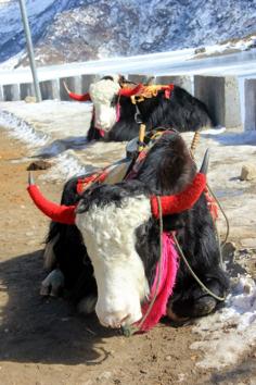Yaks will be brought from Shimla for tourist attraction at Badrinath and Auli in Chamoli — both situated in higher reaches and suitable for the mountain animals.(HT Photo) Yaks will be brought from Shimla for tourist attraction at Badrinath and Auli in Chamoli — both situated in higher reaches and suitable for the mountain animals.(HT Photo)