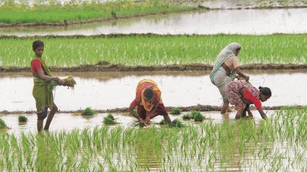 The monsoon delivers about 70% of India’s annual rainfall.(PTI File Photo)