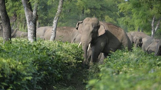 The elephants will be “taught” Hindi and their new mahouts Kannada so that nothing gets lost in translation. (AFP File Photo/For Representation) The elephants will be “taught” Hindi and their new mahouts Kannada so that nothing gets lost in translation. (AFP File Photo/For Representation)