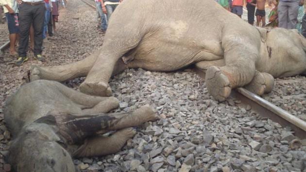 Four elephants of a herd were mowed down by a speeding train in Odisha on Monday. (HT Photo) Four elephants of a herd were mowed down by a speeding train in Odisha on Monday. (HT Photo)