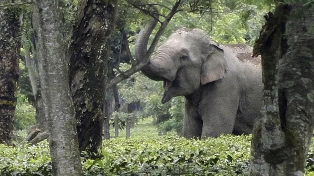 A wild adult male elephant inside Bhooteachang tea estate. (Photos: Ankush Saikia)(File photo for representation)