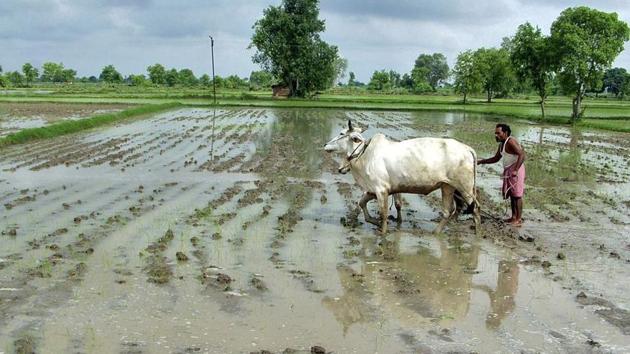 A farmer ploughs his rice field after rainfall in Mathura. IMD said on Monday India’s June-September monsoon will be normal this year.(Reuters File Photo)