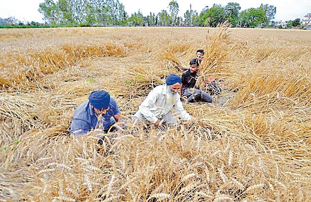 Wheat Harvesting More Rain Can Cause Damage Say Experts Hindustan Times