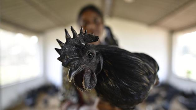 Dantewada has found its golden goose, except, it’s a chicken. An iridescent black, from eyes to wattles, with slate-grey feet and protein-rich black meat, they call it the Kadaknath or kariakukdi. And it’s changing lives in this impoverished and conflict-ridden region of Chhattisgarh. Both Madhya Pradesh and Chhattisgarh had been tussling over ownership and a Geographical Indication tag for the Kadaknath. MP recently won. (Sanchit Khanna / HT Photo) Dantewada has found its golden goose, except, it’s a chicken. An iridescent black, from eyes to wattles, with slate-grey feet and protein-rich black meat, they call it the Kadaknath or kariakukdi. And it’s changing lives in this impoverished and conflict-ridden region of Chhattisgarh. Both Madhya Pradesh and Chhattisgarh had been tussling over ownership and a Geographical Indication tag for the Kadaknath. MP recently won. (Sanchit Khanna / HT Photo)