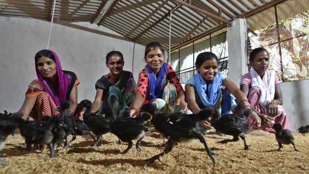 As part of a district-level initiative, Dantewada women are being given Kadaknath chicks at a fraction of the cost, and with the money made from rearing and selling them, they’re rain-proofing homes, paying for siblings to go to college and, in one case, buying a motorcycle. (Sanchit Khanna / HT Photo) As part of a district-level initiative, Dantewada women are being given Kadaknath chicks at a fraction of the cost, and with the money made from rearing and selling them, they’re rain-proofing homes, paying for siblings to go to college and, in one case, buying a motorcycle. (Sanchit Khanna / HT Photo)