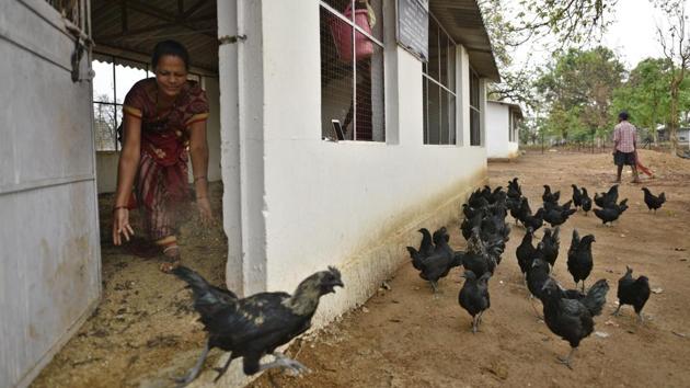 Asmati Arya, 33 is one of nearly 1,500 women raising Kadaknath in Dantewada, either individually or as part of the district’s 160 self-help groups. The women receive 21-day-old chicks from the district-level Krishi Vigyan Kendra (KVK). The district subsidises 90% of cost for the first batch of chicks, and 75% for the second. KVK helps with training and basic infrastructure like construction of the sheds and chicken feed. (Sanchit Khanna / HT Photo) Asmati Arya, 33 is one of nearly 1,500 women raising Kadaknath in Dantewada, either individually or as part of the district’s 160 self-help groups. The women receive 21-day-old chicks from the district-level Krishi Vigyan Kendra (KVK). The district subsidises 90% of cost for the first batch of chicks, and 75% for the second. KVK helps with training and basic infrastructure like construction of the sheds and chicken feed. (Sanchit Khanna / HT Photo)