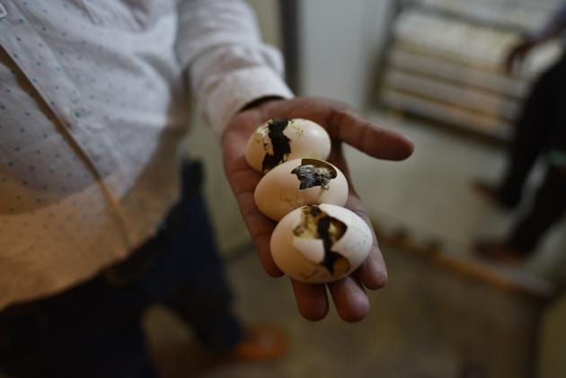 Until the Kadaknath, the main source of income was paddy, foraging for forest produce and poultry. This gave villages a per capita income of Rs 26,000 (as of 2006-07), putting the district in India’s bottom 50. Eventually, the subsidies will be phased out, farmers encouraged to buy incubators (the Kadaknath does not hatch its own eggs) and farming of the Kadaknath will, hopefully, take off in earnest. (Sanchit Khanna / HT Photo) Until the Kadaknath, the main source of income was paddy, foraging for forest produce and poultry. This gave villages a per capita income of Rs 26,000 (as of 2006-07), putting the district in India’s bottom 50. Eventually, the subsidies will be phased out, farmers encouraged to buy incubators (the Kadaknath does not hatch its own eggs) and farming of the Kadaknath will, hopefully, take off in earnest. (Sanchit Khanna / HT Photo)