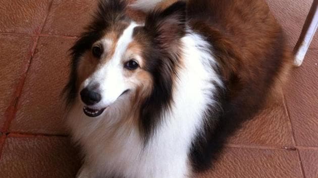 Sassy, the dog that died. (HT) Sassy, the dog that died. (HT)