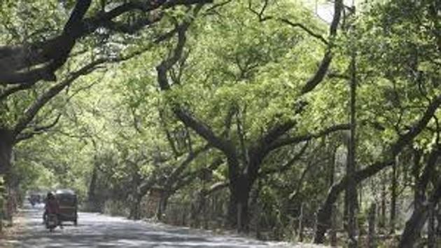 The letter further legitimises their claim to give Aarey a forest status, the environmentalists have said.(HT FILE) The letter further legitimises their claim to give Aarey a forest status, the environmentalists have said.(HT FILE)