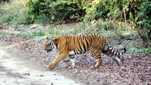 Part of a proposed road in Uttarakhand to connect the Kumaon and Garhwal regions runs through the Corbett Tiger Reserve.(HT FILE PHOTO)