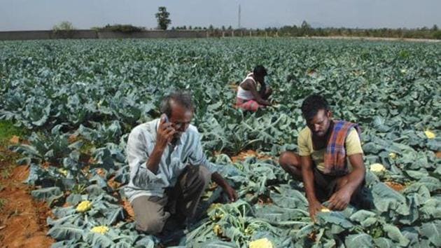 The peasant food web is made of small-scale producers, usually family or women-led, that include farmers, livestock-keepers and urban/peri-urban producers(File picture)