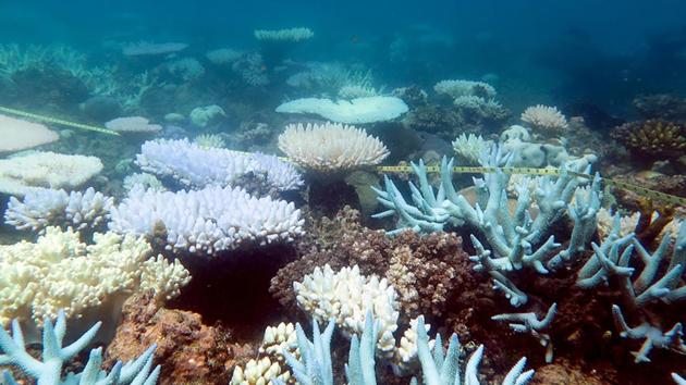 An undated handout photo received from ARC Centre of Excellence for Coral Reef Studies on April 19, 2018 shows a mass bleaching event of coral on Australia's Great Barrier Reef.(AFP)