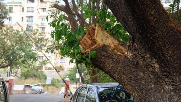 A visit to Ram Nagar colony last week revealed that on a number of majestic trees, entire branches have been cut from the trunk itself.(SANKET WANKHADE/HT PHOTO)