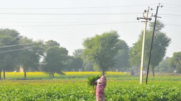 A woman works in a field in Shekhawati area in Rajasthan. The move will benefit around 15 lakh families in the state.(HT Photo) A woman works in a field in Shekhawati area in Rajasthan. The move will benefit around 15 lakh families in the state.(HT Photo)
