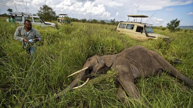 It wasn’t a killer who targeted her but a conservation official with a tranquilizer dart. Soon she was snoring loudly, and they propped open her trunk with a twig to help her breathe. A GPS tracking collar went around the rough skin of her neck and an antidote brought her back to her feet. After inspecting the contraption, she ambled back to her family herd. (Ben Curtis / AP) It wasn’t a killer who targeted her but a conservation official with a tranquilizer dart. Soon she was snoring loudly, and they propped open her trunk with a twig to help her breathe. A GPS tracking collar went around the rough skin of her neck and an antidote brought her back to her feet. After inspecting the contraption, she ambled back to her family herd. (Ben Curtis / AP)