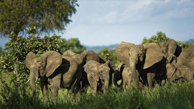 A herd forms a protective circle against a perceived threat, after an elephant was shot with a tranquilliser dart during a tagging operation. The GPS tagging is part of a yearlong effort to collar and track 60 elephants in and around Tanzania’s Selous Game Reserve, widely acknowledged as ‘Ground Zero’ in the poaching that has decimated Africa’s elephants in recent years. (Ben Curtis / AP) A herd forms a protective circle against a perceived threat, after an elephant was shot with a tranquilliser dart during a tagging operation. The GPS tagging is part of a yearlong effort to collar and track 60 elephants in and around Tanzania’s Selous Game Reserve, widely acknowledged as ‘Ground Zero’ in the poaching that has decimated Africa’s elephants in recent years. (Ben Curtis / AP)