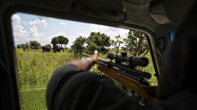 Justin Shamancha prepares to tranquillise an elephant. The killings in Tanzania appear to have slowed down. A count in the Selous-Mikumi area last year added up 23 poached carcasses, just 20% of the number four years earlier. And African elephant poaching has declined to pre-2008 levels after peaking in 2011, according to the Convention on International Trade in Endangered Species. (Ben Curtis / AP) Justin Shamancha prepares to tranquillise an elephant. The killings in Tanzania appear to have slowed down. A count in the Selous-Mikumi area last year added up 23 poached carcasses, just 20% of the number four years earlier. And African elephant poaching has declined to pre-2008 levels after peaking in 2011, according to the Convention on International Trade in Endangered Species. (Ben Curtis / AP)