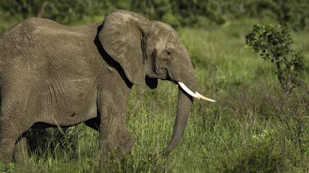 The collars are designed to allow rangers to track elephant herds, and then mobilize to protect them if they move into poaching hotspots. Receiving satellite-transmitted data on mobile phones, rangers can also intercept elephants that drift into human settlements or fields of crops. (Ben Curtis / AP) The collars are designed to allow rangers to track elephant herds, and then mobilize to protect them if they move into poaching hotspots. Receiving satellite-transmitted data on mobile phones, rangers can also intercept elephants that drift into human settlements or fields of crops. (Ben Curtis / AP)