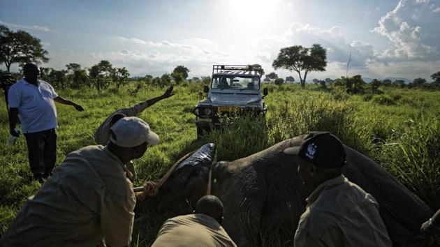 A team of veterinarians use a 4x4 vehicle to turn over a tranquilized elephant to attach a collar. There has also been movement to crack down on trafficking. Tanzanian President John Magufuli took a hard line and authorities have arrested key suspects linked to trafficking syndicates. But when gains are made in one area, the killings intensify in another spot. (Ben Curtis / AP) A team of veterinarians use a 4x4 vehicle to turn over a tranquilized elephant to attach a collar. There has also been movement to crack down on trafficking. Tanzanian President John Magufuli took a hard line and authorities have arrested key suspects linked to trafficking syndicates. But when gains are made in one area, the killings intensify in another spot. (Ben Curtis / AP)