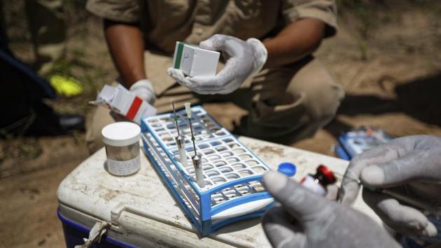 Wildlife veterinarians prepare tranquilliser darts containing etorphine hydrochloride. Increased demand from consumers in China fueled a new wave of killings. In Tanzania alone, the elephant population declined by 60% to 43,000 between 2009 and 2014, according to the government. Much of the slaughter happened in an ecosystem comprising the Selous and the adjacent Mikumi National Park. (Ben Curtis / AP) Wildlife veterinarians prepare tranquilliser darts containing etorphine hydrochloride. Increased demand from consumers in China fueled a new wave of killings. In Tanzania alone, the elephant population declined by 60% to 43,000 between 2009 and 2014, according to the government. Much of the slaughter happened in an ecosystem comprising the Selous and the adjacent Mikumi National Park. (Ben Curtis / AP)