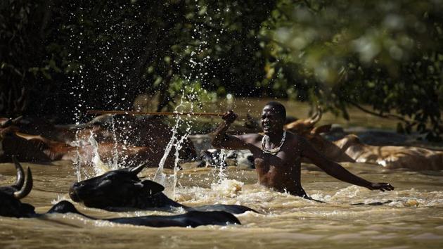 A Maasai herder drives his cattle across a pond as he returns from grazing them, near Mikumi National Park in Tanzania. In 50 to 100 years, said Edward Kohi, the collaring team leader, “when the human population is skyrocketing, this will be one of the important areas for the conservation of elephants.” (Ben Curtis / AP) A Maasai herder drives his cattle across a pond as he returns from grazing them, near Mikumi National Park in Tanzania. In 50 to 100 years, said Edward Kohi, the collaring team leader, “when the human population is skyrocketing, this will be one of the important areas for the conservation of elephants.” (Ben Curtis / AP)