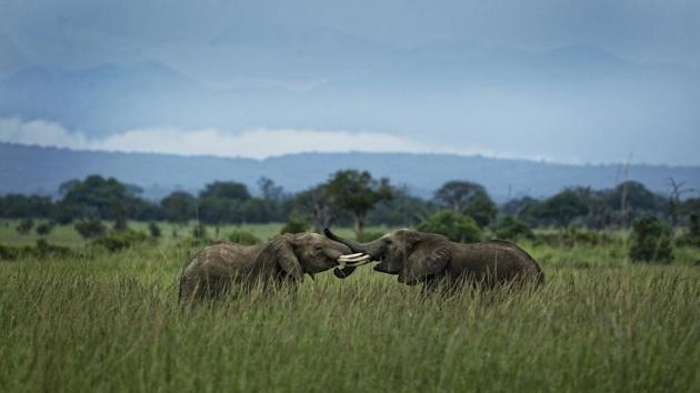 Young elephants play in Mikumi National Park, Tanzania. The battle to save Africa’s elephants appears to be gaining momentum in Tanzania, with killings declining and some populations starting to grow again. Tanzania’s Selous-Mikumi region is one of the biggest killing fields for African elephants, but the wilderness of about 60,000 square kilometers still offers hope for the world’s biggest land animal. (Ben Curtis / AP) Young elephants play in Mikumi National Park, Tanzania. The battle to save Africa’s elephants appears to be gaining momentum in Tanzania, with killings declining and some populations starting to grow again. Tanzania’s Selous-Mikumi region is one of the biggest killing fields for African elephants, but the wilderness of about 60,000 square kilometers still offers hope for the world’s biggest land animal. (Ben Curtis / AP)