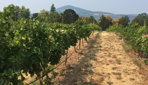 Oregon's Columbia River Gorge is known for spectacular waterfalls but it's also famous for wine, with more than 40 wineries in 40 miles (60 kilometers).(AP) Oregon's Columbia River Gorge is known for spectacular waterfalls but it's also famous for wine, with more than 40 wineries in 40 miles (60 kilometers).(AP)