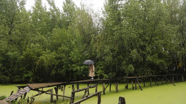 A Kashmiri man walks on a wooden footbridge as it rains in Srinagar. (Waseem Andrabi/HT)
