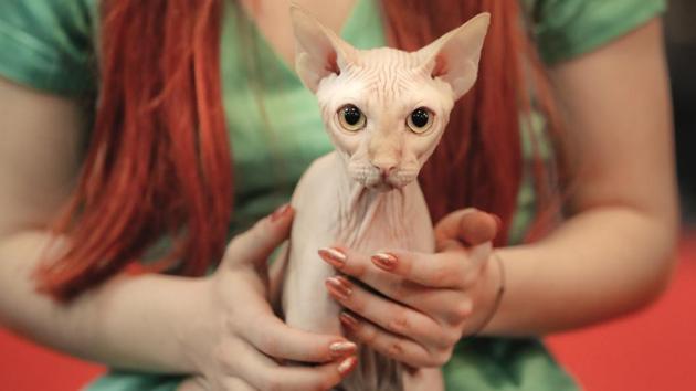 A Sphynx cat stares sitting on its owner's lap during an international feline beauty competition in Bucharest, Romania on April 14, 2018. (Vadim Ghirda / AP)
