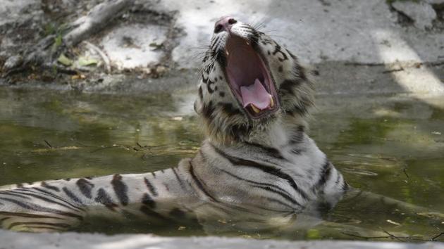 A white tiger cools off in a pool of water on a sunny day, at Delhi Zoo on April 18, 2018. (Sanchit Khanna / HT Photo) A white tiger cools off in a pool of water on a sunny day, at Delhi Zoo on April 18, 2018. (Sanchit Khanna / HT Photo)