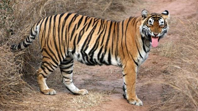 The last pugmarks of tigress ST-5 were reported on February 24, 2018, while the last photographic evidence of the same was obtained on January 19. (HT File) The last pugmarks of tigress ST-5 were reported on February 24, 2018, while the last photographic evidence of the same was obtained on January 19. (HT File)