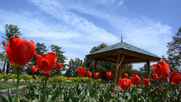 This small tulip garden, amid oak, pine and cedar trees, attracts over 100 tourists a day.(Deepak Sansta/HT) This small tulip garden, amid oak, pine and cedar trees, attracts over 100 tourists a day.(Deepak Sansta/HT)