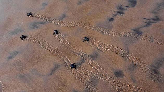 Newly-hatched baby Olive Ridley turtles make their way to the sea on a beach in Ganjam district in Odisha on April 19, 2018. (Asit Kumar / AFP) Newly-hatched baby Olive Ridley turtles make their way to the sea on a beach in Ganjam district in Odisha on April 19, 2018. (Asit Kumar / AFP)