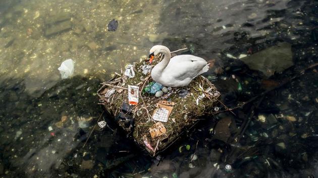 A swan sits in its nest containing several eggs and partly made out of trash in a lake near Queen Louise's Bridge in central Copenhagen, Denmark on April 17, 2018. (Mads Claus Rasmussen / Ritzau Scanpix / AFP)