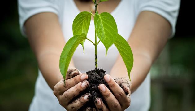 The net cooling effect of a tree is equivalent to 10 room-size air conditioners that operate 20 hours a day.(Shutterstock)