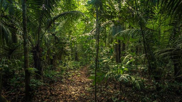 Police found Sebastian Paul Woodroffe’s body buried about 1km from Olivia Arevalo’s home on Saturday. (Shutterstock/Representative image) Police found Sebastian Paul Woodroffe’s body buried about 1km from Olivia Arevalo’s home on Saturday. (Shutterstock/Representative image)