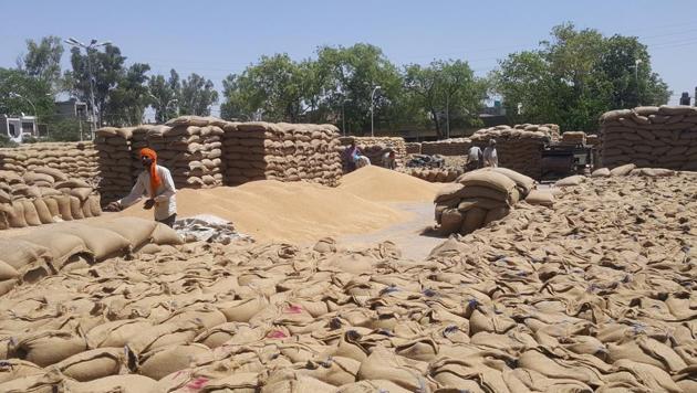 Wheat waiting to be lifted at the Faridkot grain market.(HT Photo) Wheat waiting to be lifted at the Faridkot grain market.(HT Photo)