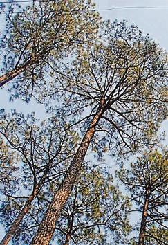 A pine forest in Dehradun. Pine needles are a source of wildfires.(HT File) A pine forest in Dehradun. Pine needles are a source of wildfires.(HT File)
