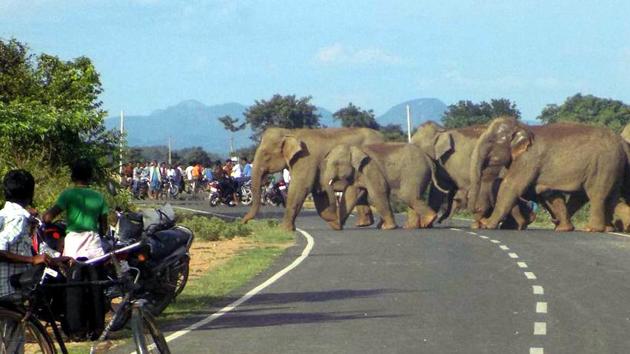 Centre has sent two communications to state about the issue of elephant corridors to curb human-animal conflict and reduce animal fatalities. (File Photo) Centre has sent two communications to state about the issue of elephant corridors to curb human-animal conflict and reduce animal fatalities. (File Photo)