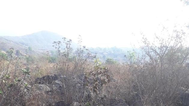 Charred remains of trees in Kharghar Hills. (HT) Charred remains of trees in Kharghar Hills. (HT)