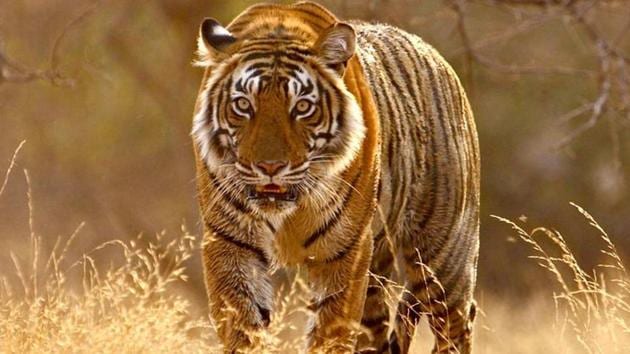 The standing committee of the State Board for Wildlife (SBWL) has also recommended relocation of some villages from the periphery of the tiger reserve.(HT Photo)