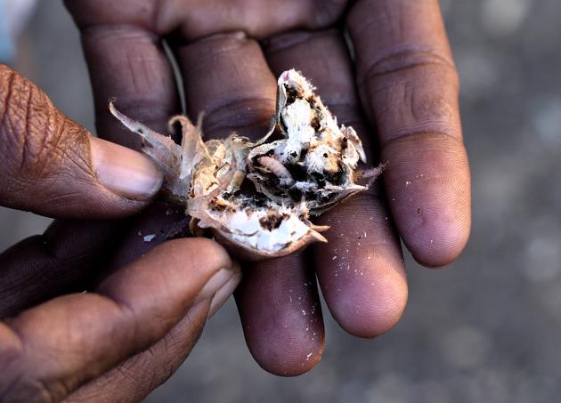 A farmer shows a cotton ball infected by the pink ballworm pest in Fatehpur village of Amravati district.(Anshuman Poyrekar/HT Photo)