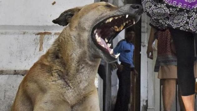 Police officials at the spot and other eyewitnesses said the dog bit four people in a 10-minute span.(HT File Photo/Used for representational purpose only)